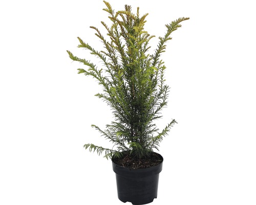 Gemeine Eibe 'Taxus baccata' H 40-60 cm Eibe im Topf