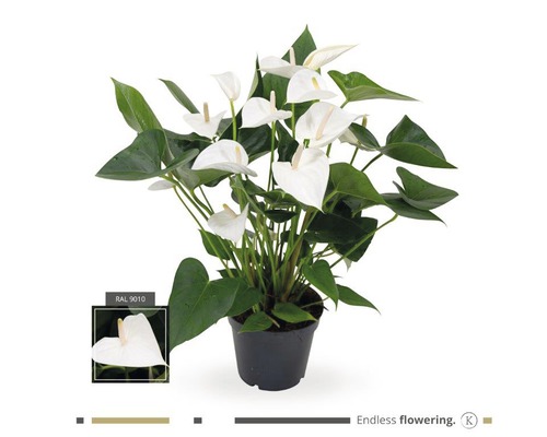 Flamingoblume/ Anthurie weiss FloraSelf Anthurium andreanum H 55-60 cm Ø 17 cm Topf