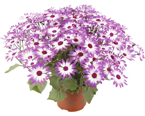 Cinéraire FloraSelf Senecio senetti pot Ø 15 cm, sélection aléatoire de variétés