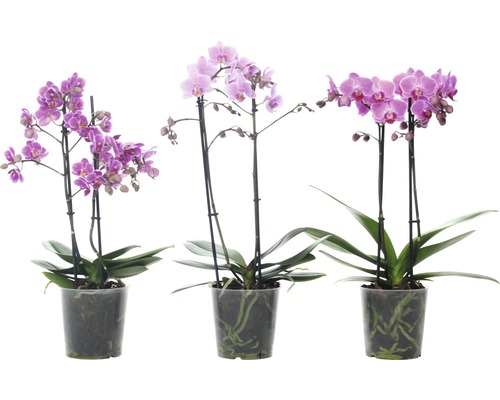 Orchidee FloraSelf H 45-55 cm rosa