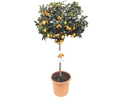 Kumquat-Stämmchen FloraSelf Citrus japonica Ø 24 cm Topf