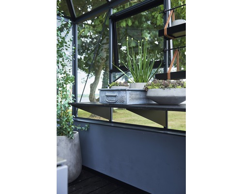 Intérieur d''une serre avec des étagères, des jardinières et des plantes