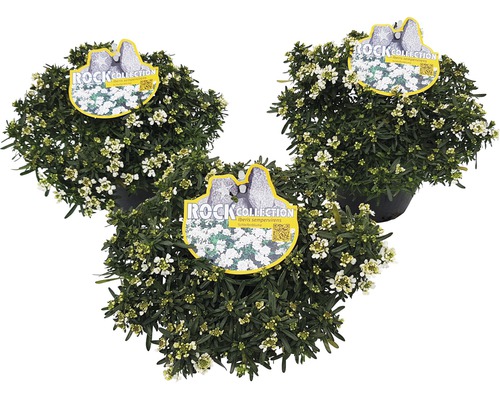 Schleifenblume ROCKCollection FloraSelf Iberis sempervirens H 5-10 cm T13 cm Drei Topfpflanzen Iberis sempervirens mit weißen Blüten und Rock Collection Etikett