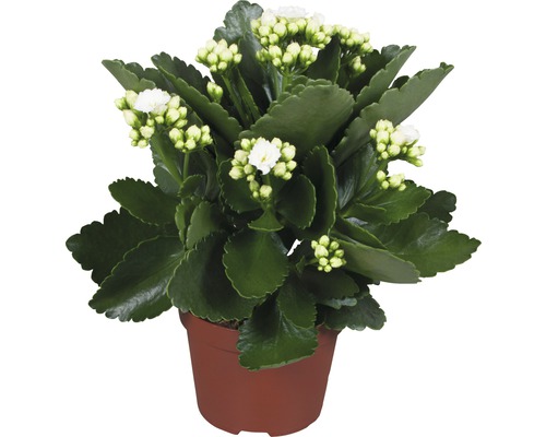 Succulente Kalanchoe H 23-26 cm blanc