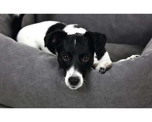 Hund liegt in einem Hundebett