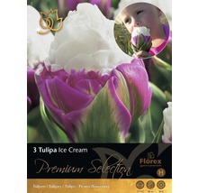 Packung mit drei Tulipa Ice Cream Blumenzwiebeln