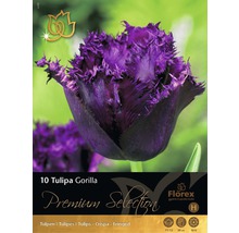 Packung mit 10 Gorilla Tulpen mit gefransten Blütenblättern