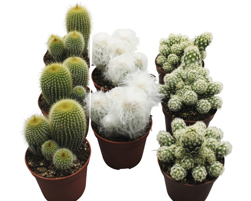 Cactus de Luxe FloraSelf petite taille, pot de 8,5 cm, assorti