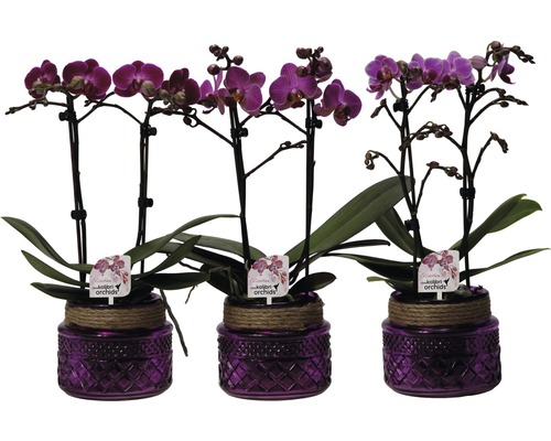 Schmetterlingsorchidee FloraSelf Phalaenopsis-Cultivars 'Multiflora Lila' H 30-40 cm 10 cm Topf