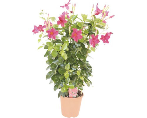 Dipladénia, Mandevilla en espalier FloraSelf h 30-40 cm pot Ø 17 cm sélection de variétés aléatoire