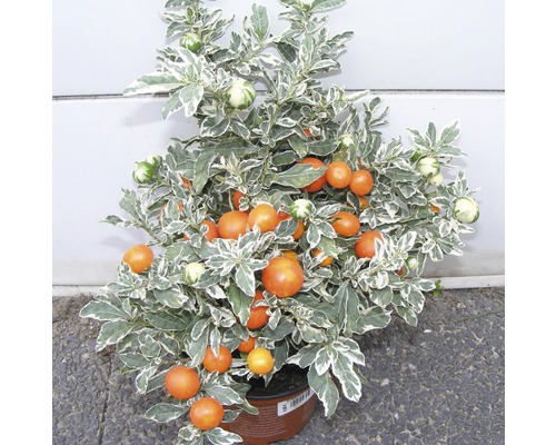 Crête-de-coq FloraSelf Solanum pseudocapsicum