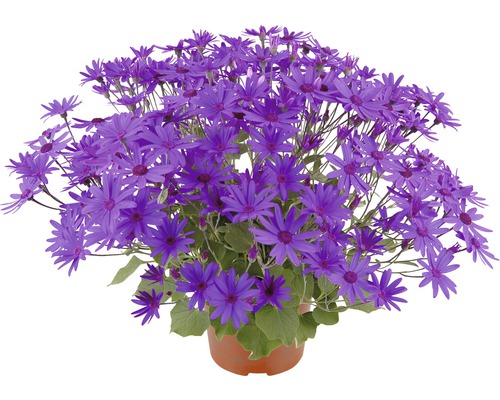 Topf mit Aschenblumen