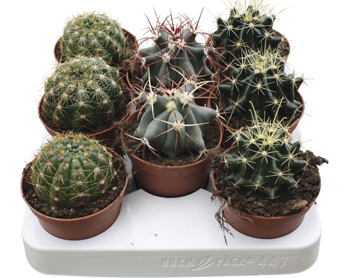Cactus FloraSelf® différentes variétés pot de 8.5