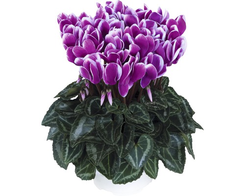 Cyclamen en pot avec des fleurs violettes