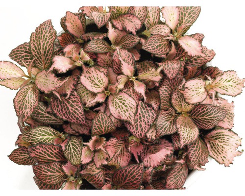 Fittonia verschaffeltii FloraSelf 'Pink Star' pot de 12 cm