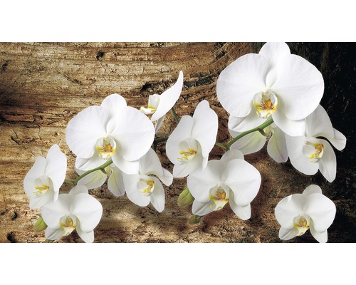 Fototapete Vlies 1017 VEXXL Orchidee auf Brett 3-tlg. 312 x 219 cm Zweig mit weißen Orchideenblüten