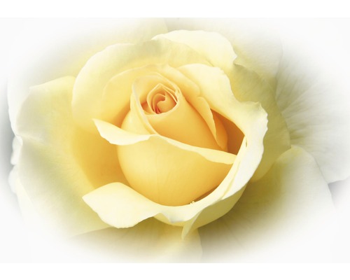 Papier peint panoramique intissé Bouton de rose jaune 312 x 219 cm
