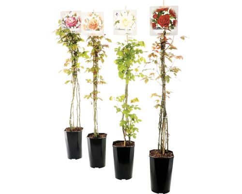 Vier Rosen Hochstamm Pflanzen im Topf