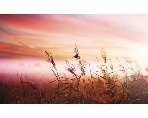 Papier peint panoramique intissé prairie matinale 312x219 cm