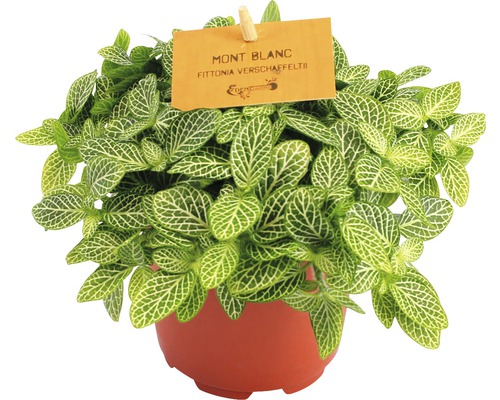 Succulente Fittonia verschaffeltii H 15-20 cm