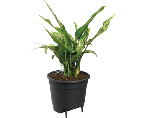 Dieffenbachia dans un pot noir avec système d''irrigation