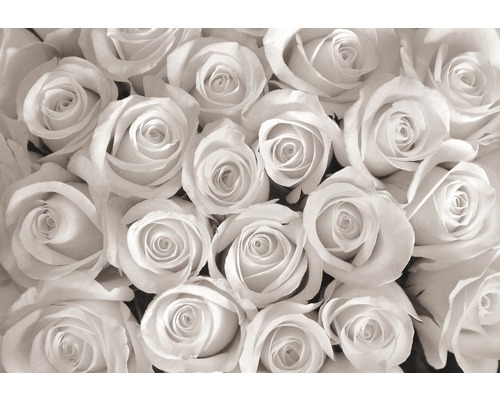 Papier peint panoramique intissé Roses blanches 312 x 219 cm