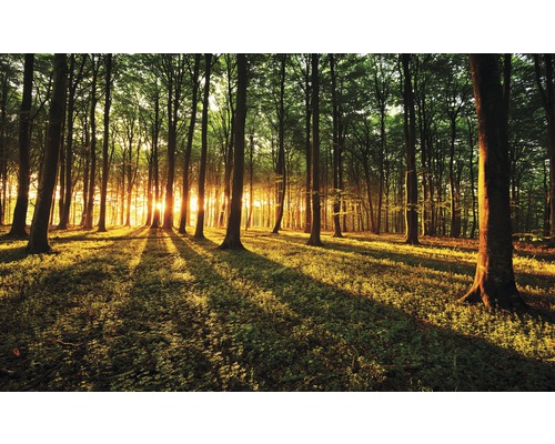 Papier peint panoramique intissé forêt avec soleil 250x104 cm