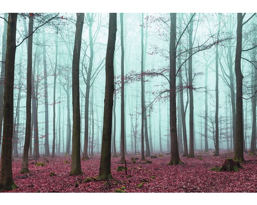 Papier peint panoramique intissé forêt 312x219 cm