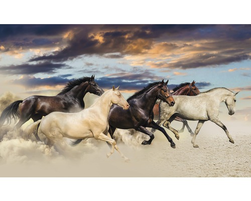 Papier peint panoramique intissé chevaux 312 x 219 cm
