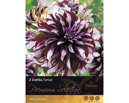 Bulbe de fleurs Dahlia Tartan lilas-blanc 2 bulbes