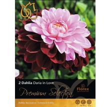 Packung mit zwei Daria in Love Schmuckdahlienknollen