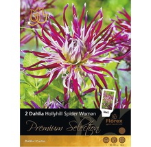 Verpackung mit zwei Dahlien Hollyhill Spider Woman Blumenzwiebeln