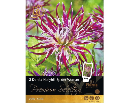 Bulbe de dahlia cactus 'Hollyhill Spider Woman' 2 pièces