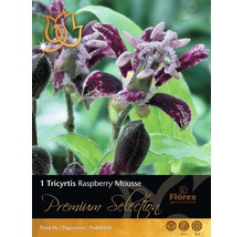 Tricyrtis Raspberry Mousse Gartenpflanze
