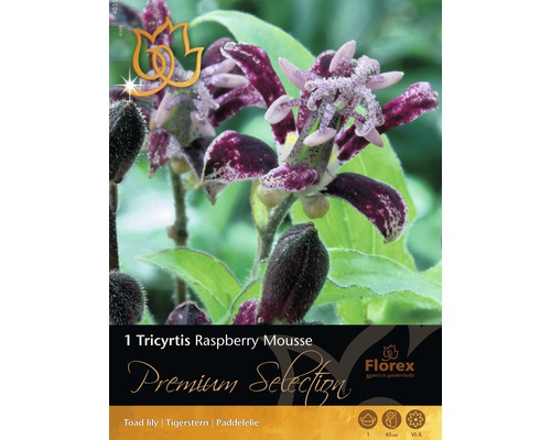 Blumenzwiebel Tricyrtis Raspberry Mousse lila 1 Stk