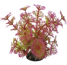 Dekorative Aquariumpflanze