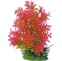 Dekorative Aquariumpflanze mit Blättern