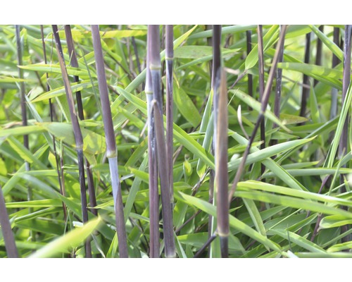 Bambou de jardin noir FloraSelf Fargesia nitidia 'Black Pearl' h 100-125 cm Co 15 l