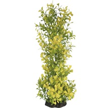 Dekorative Aquarium Pflanze