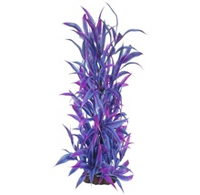 Dekorative Aquariumpflanze mit langen Blättern