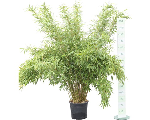 Bambuspflanze im Topf mit einer Höhe von etwa 150 Zentimetern