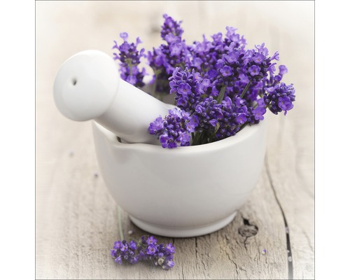 Glasbild Lovely lavender III 20x20 cm