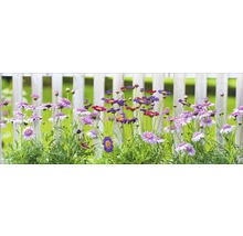 Blumenbeet mit Margeriten vor Holzzaun