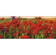 Glasbild Summer poppy field 30x80 cm