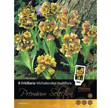 Bulbes de fritillaires Premium "Michailovskyi multiflora", 8 unités