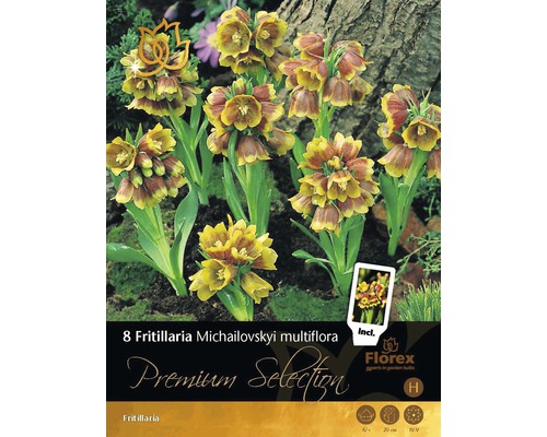 Blumenzwiebel Premium Frittilaria 'Michailovskyi multiflora', 8 Stk