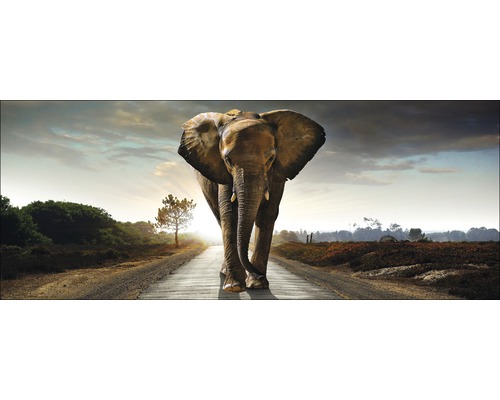 Glasbild Elephant 30x80 cm