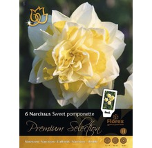 Bulbes de narcisses Premium "Sweet Pompon", 6 unités