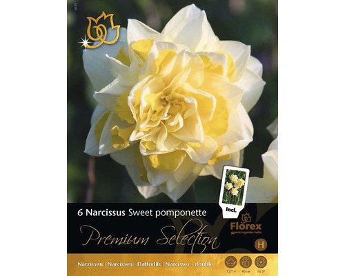 Bulbes de narcisses Premium "Sweet Pompon", 6 unités