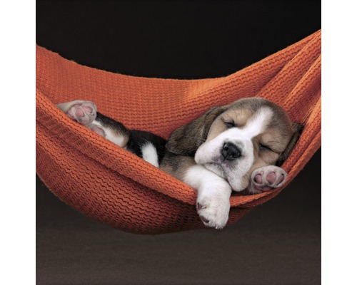 Keilrahmenbild Beagle Puppy 30x30 cm